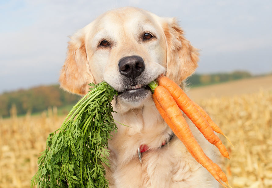 Alimentos humanos seguros para mascotas